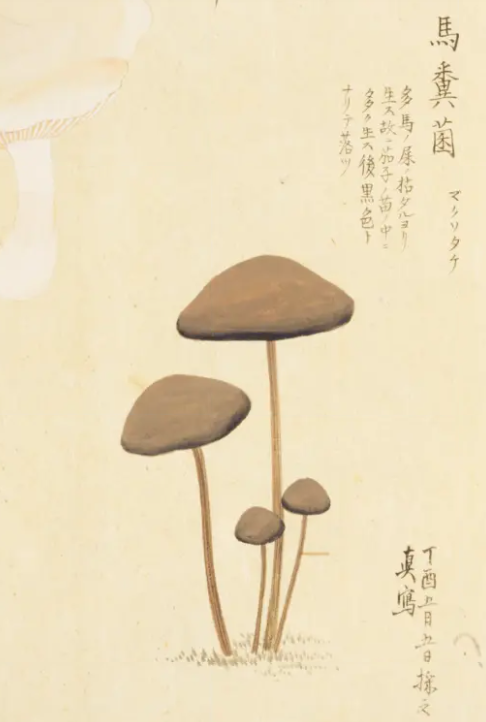 『梅園菌譜』より馬糞菌の写生画と記述