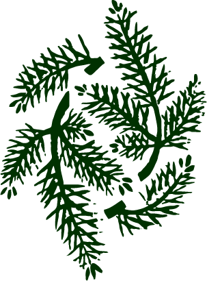 Free Download  item of Japanese pattern_coniferous branch