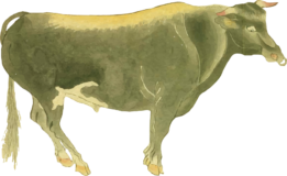 Freebie PNG –  Tamba beef
