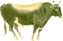 Freebie PNG –  Totomi beef