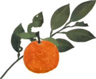 臭橙（かぶす）の日本画調カラー素材