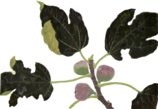 イチジクの日本画調カラー素材