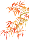 Shimenouchi Slender Cultivar Maple Nature Study Clipart PNG