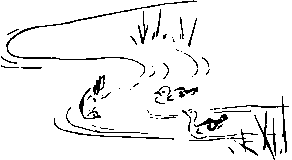 川で遊ぶカモたちのモノクロカット素材