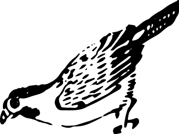 6290064-64