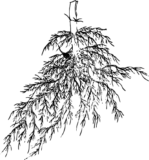 Old Japanese illustration of  Roots of rice1