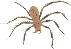 蜘蛛4の浮世絵虫素材