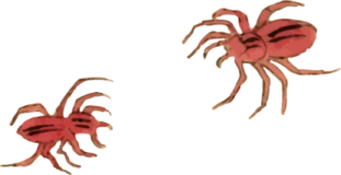 蜘蛛_ハエトリグモの浮世絵虫素材