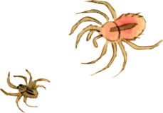 蜘蛛15の浮世絵虫素材