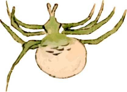 蜘蛛 ハナグモ2の浮世絵虫素材 Ukiyoe Stock