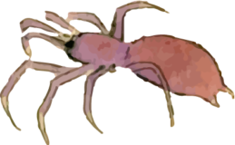 蜘蛛27の浮世絵虫素材