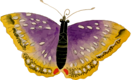 蛾17の浮世絵昆虫フリー素材