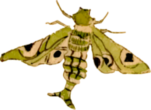 蛾18の浮世絵昆虫フリー素材