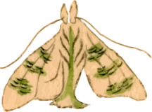 蛾19の浮世絵昆虫フリー素材