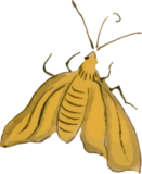 蛾20の浮世絵昆虫フリー素材