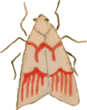 蛾21の浮世絵昆虫フリー素材
