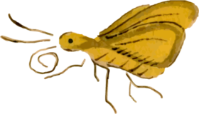 蛾22_セセリの浮世絵昆虫フリー素材