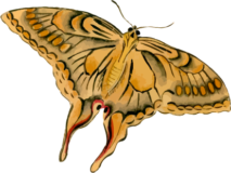 蛾24_アゲハの浮世絵昆虫フリー素材