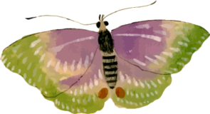 蛾25の浮世絵昆虫フリー素材