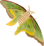 蛾28_オオミズアオの浮世絵昆虫フリー素材