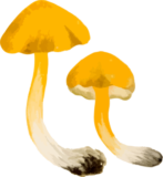 Gachoko Exotic Mushroom Nature Study Clipart PNG