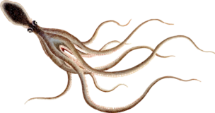 テナガダコの図鑑風イラスト素材