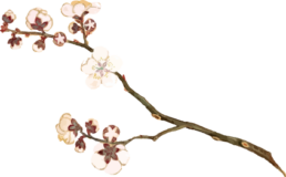 梅の植物写生画素材