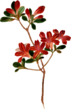 キリシマツツジの植物写生画素材
