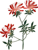ヤグルマツツジの植物写生画素材