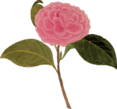 椿（炉開き）の植物写生画素材