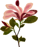 コブシの植物写生画素材