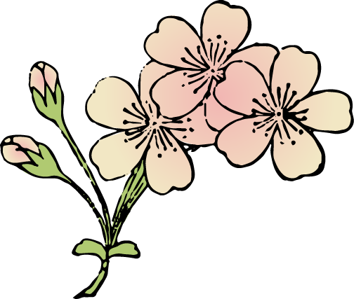 爪紅桜の浮世絵イラスト素材 Ukiyoe Stock