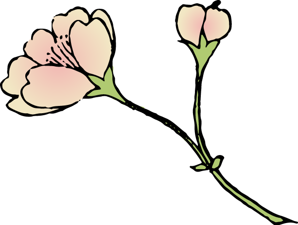 樺桜の浮世絵イラスト素材 Ukiyoe Stock