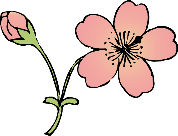 一文字桜の浮世絵イラスト素材 着色ver Ukiyoe Stock